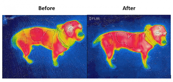 Deka na psa Bucas Therapy 300