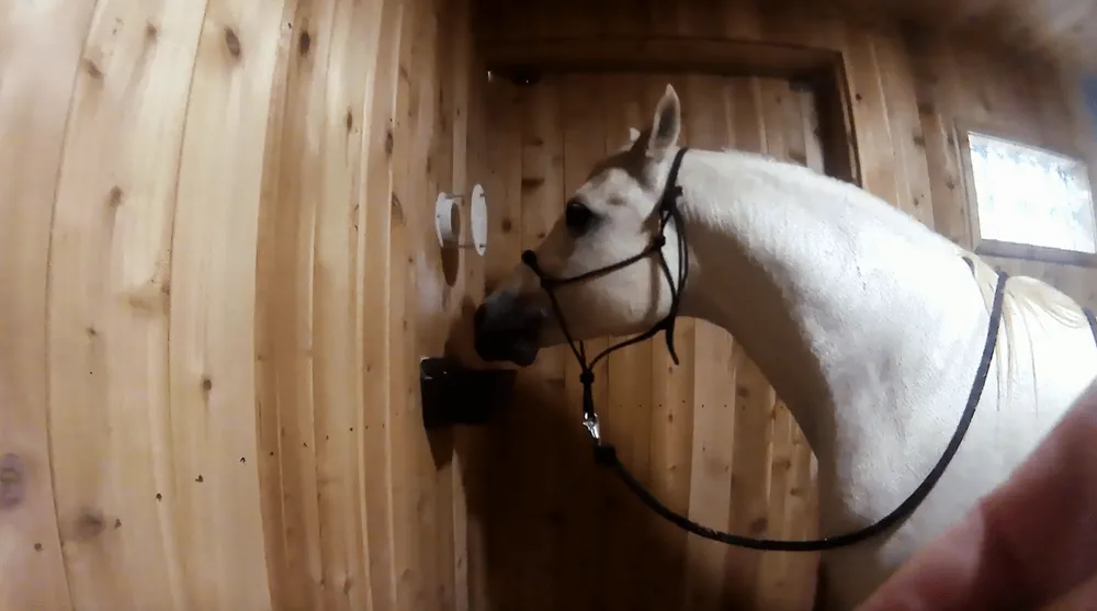 K ZAPŮJČENÍ - Mobilní solný halogenerátor ViVaSalt ProAnimal