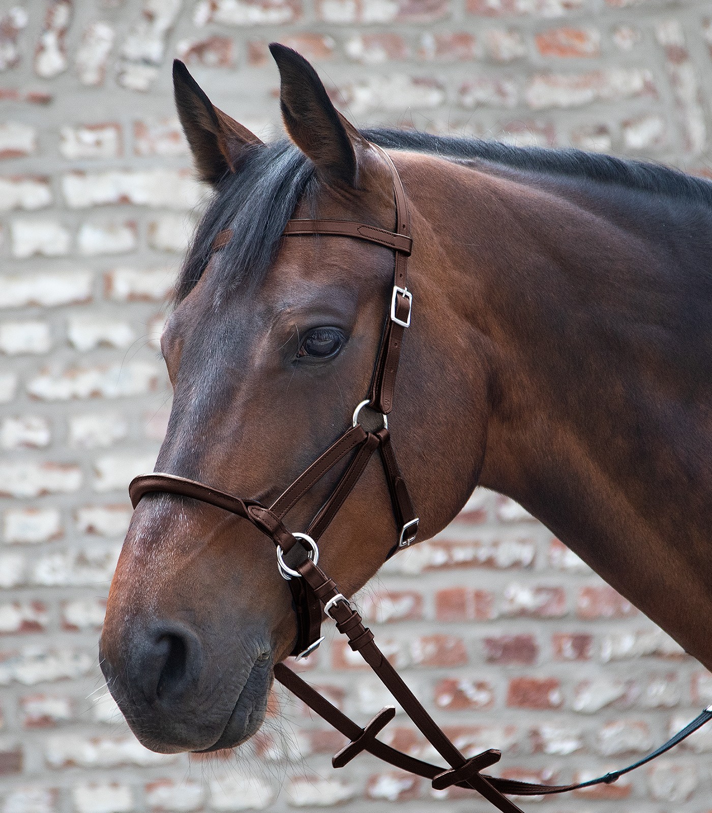 Bezudidlová uzdečka - bitless bridle