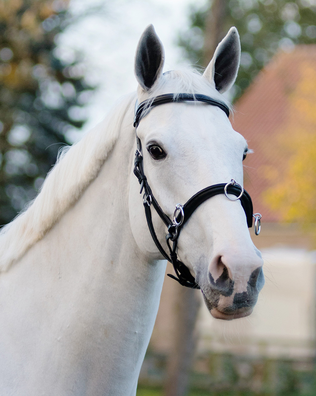 Kožený lonžovací obnosek CAVESSON.