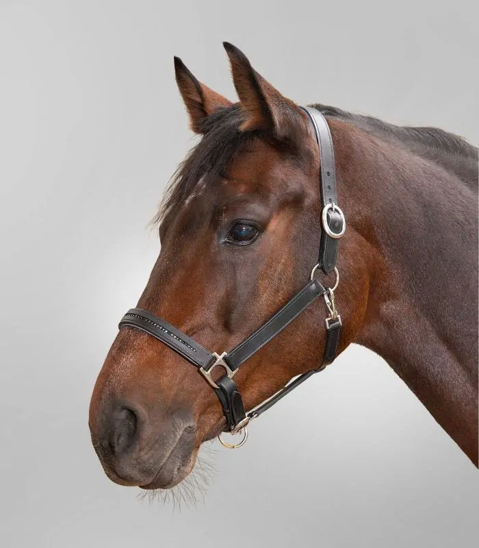 Ohlávka kožená STAR DIAMOND