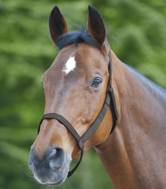 Jednoduchá bezpečnostní ohlávka