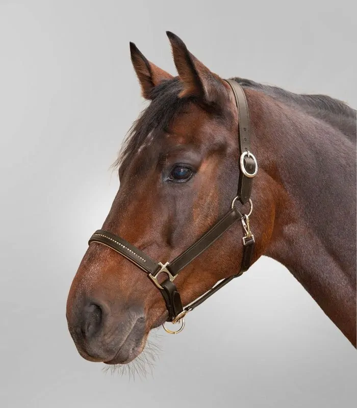 Ohlávka kožená STAR DIAMOND